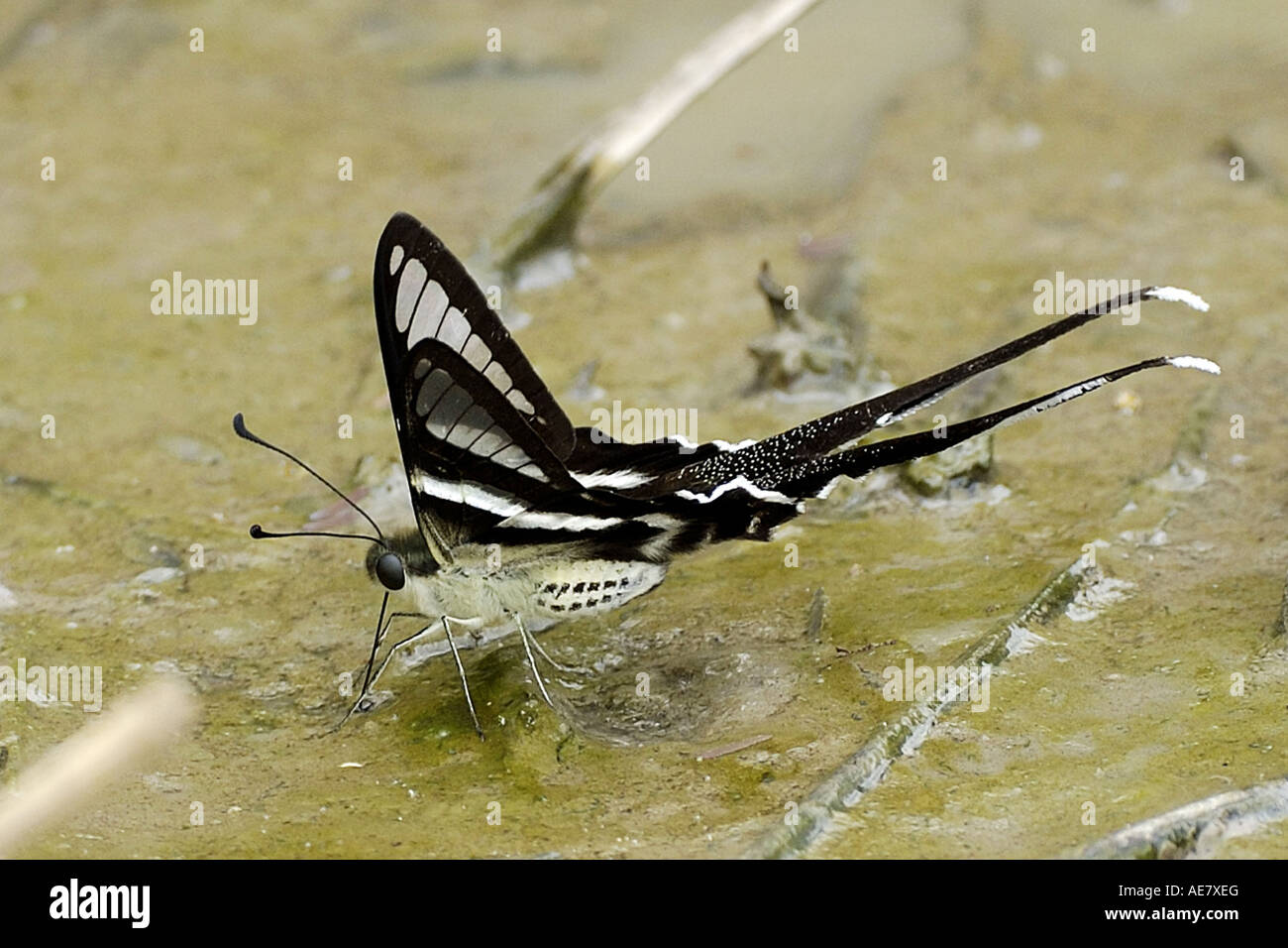 Weiße Dragontail, Schwalbenschwanz (Lamproptera Curius Curius), trinken, Thailand Stockfoto