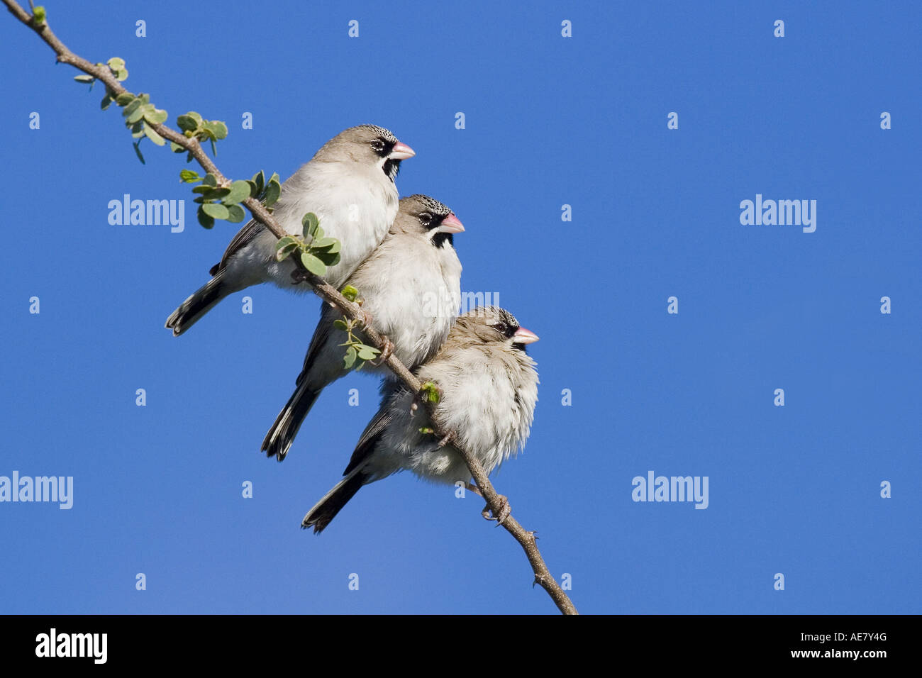 schuppige Weber (Sporopipes Squamifrons), Erwärmung in der Morgensonne, Namibia, Etosha NP Stockfoto