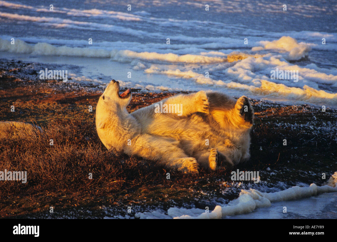 Großer Eisbär sieht aus wie er ist ein gutes Lachen er s Gähnen und dehnen bei Sonnenaufgang Stockfoto