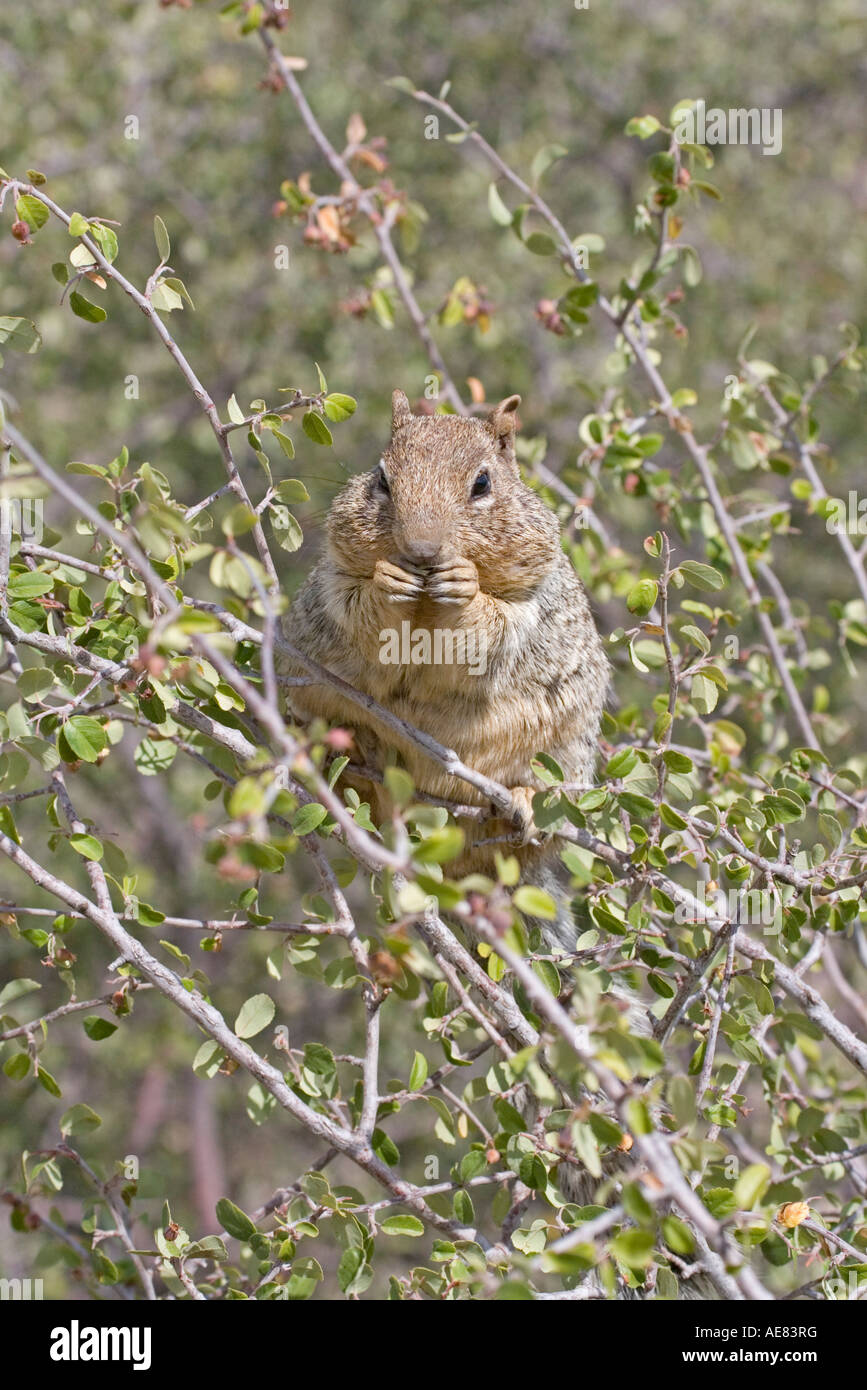 Rock Eichhörnchen Spermophilus Variegatus Grand-Canyon-Nationalpark Arizona USA 16 Juli Stockfoto