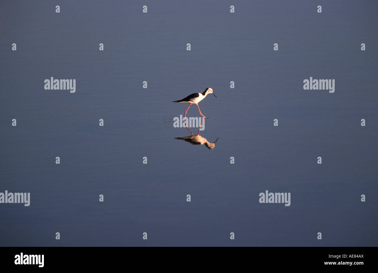 Trauerschnäpper oder Gleitaar Stelzenläufer, South Australia, Horizontal, Stockfoto