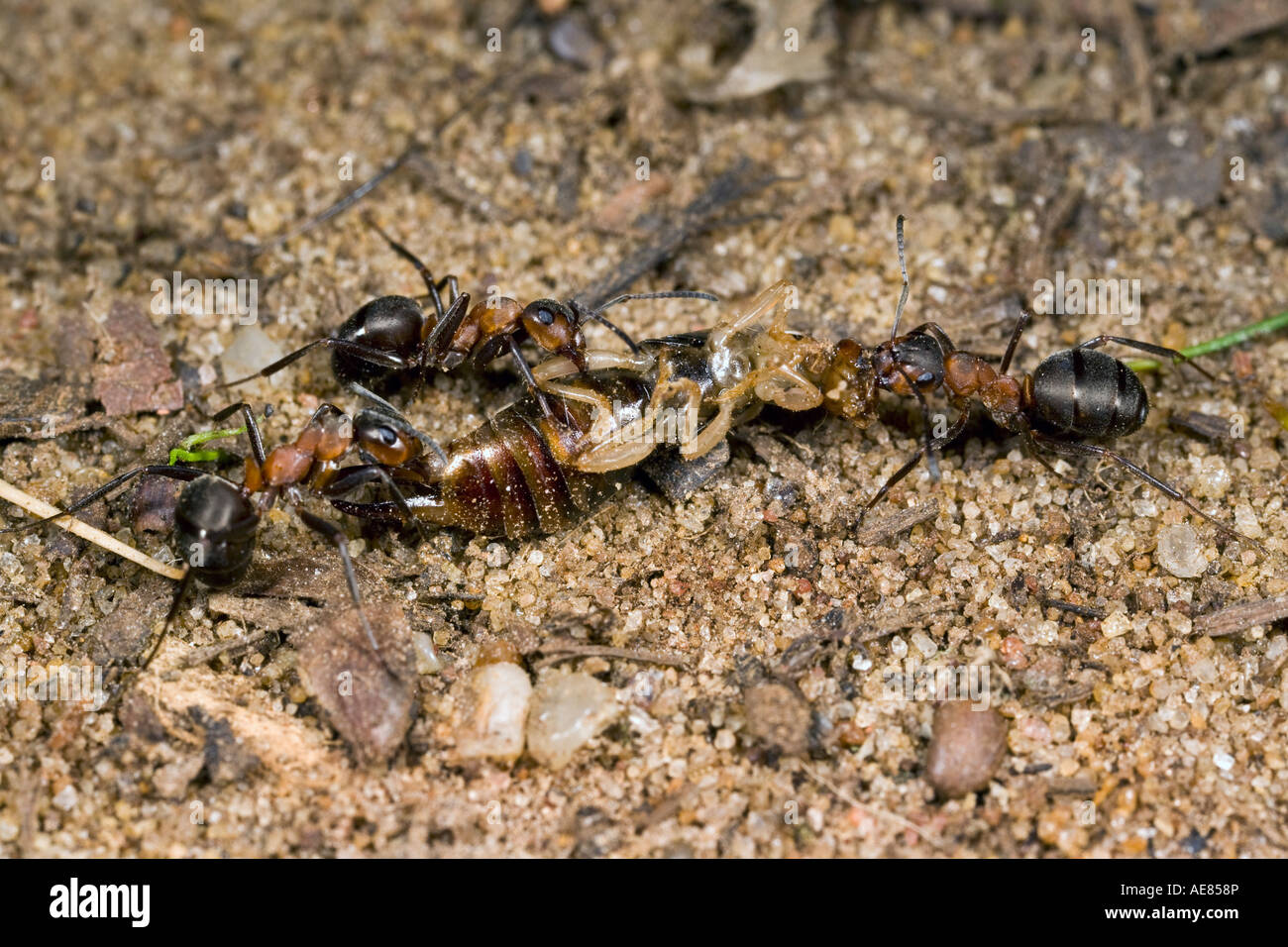 Holz-Ameisen-Formica Rufa mit Ohrwurm Stockfoto