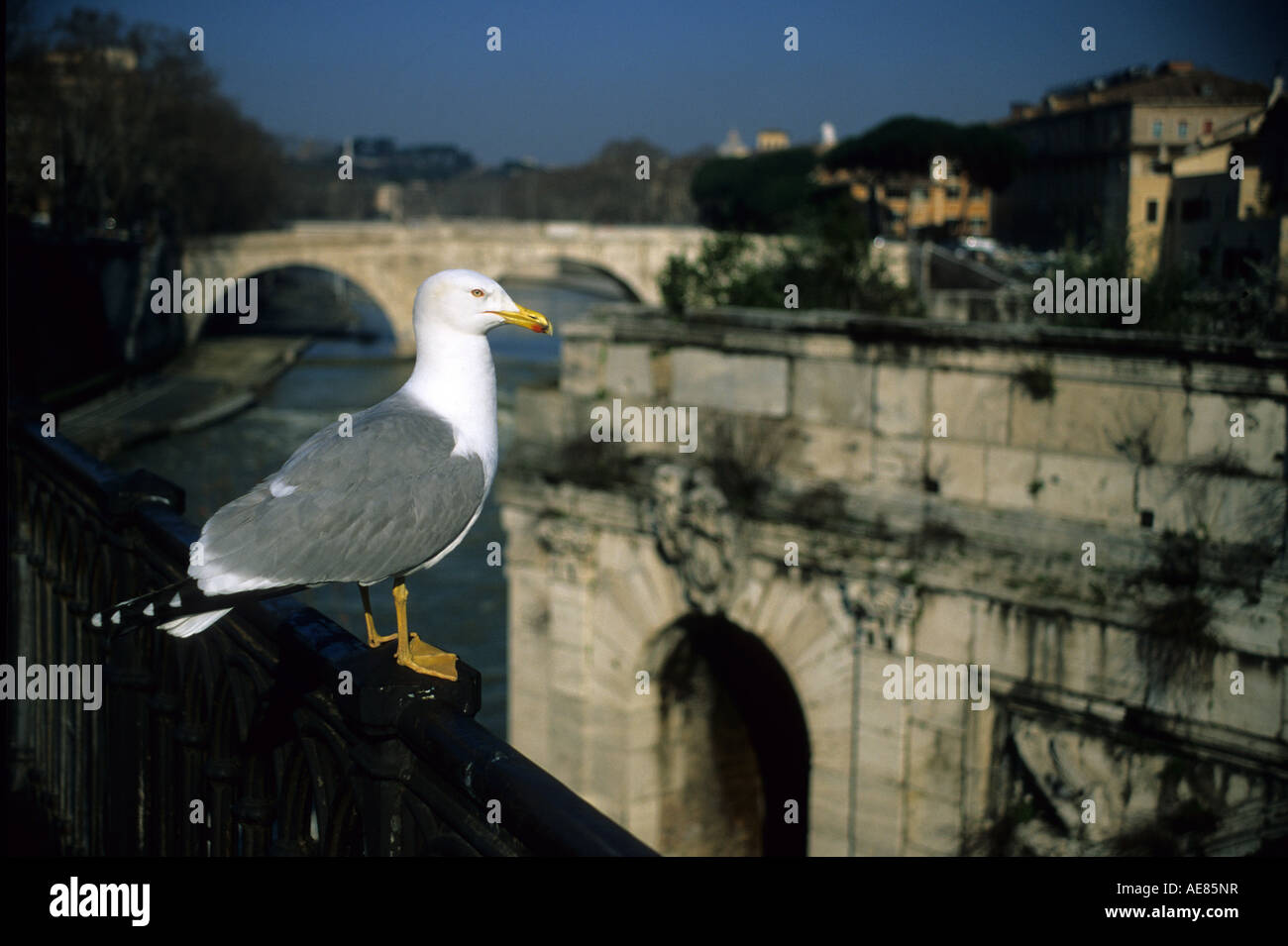 Larus Cachinnans am Tiber zu überbrücken, Tiberinsel, Rom, Italien Stockfoto