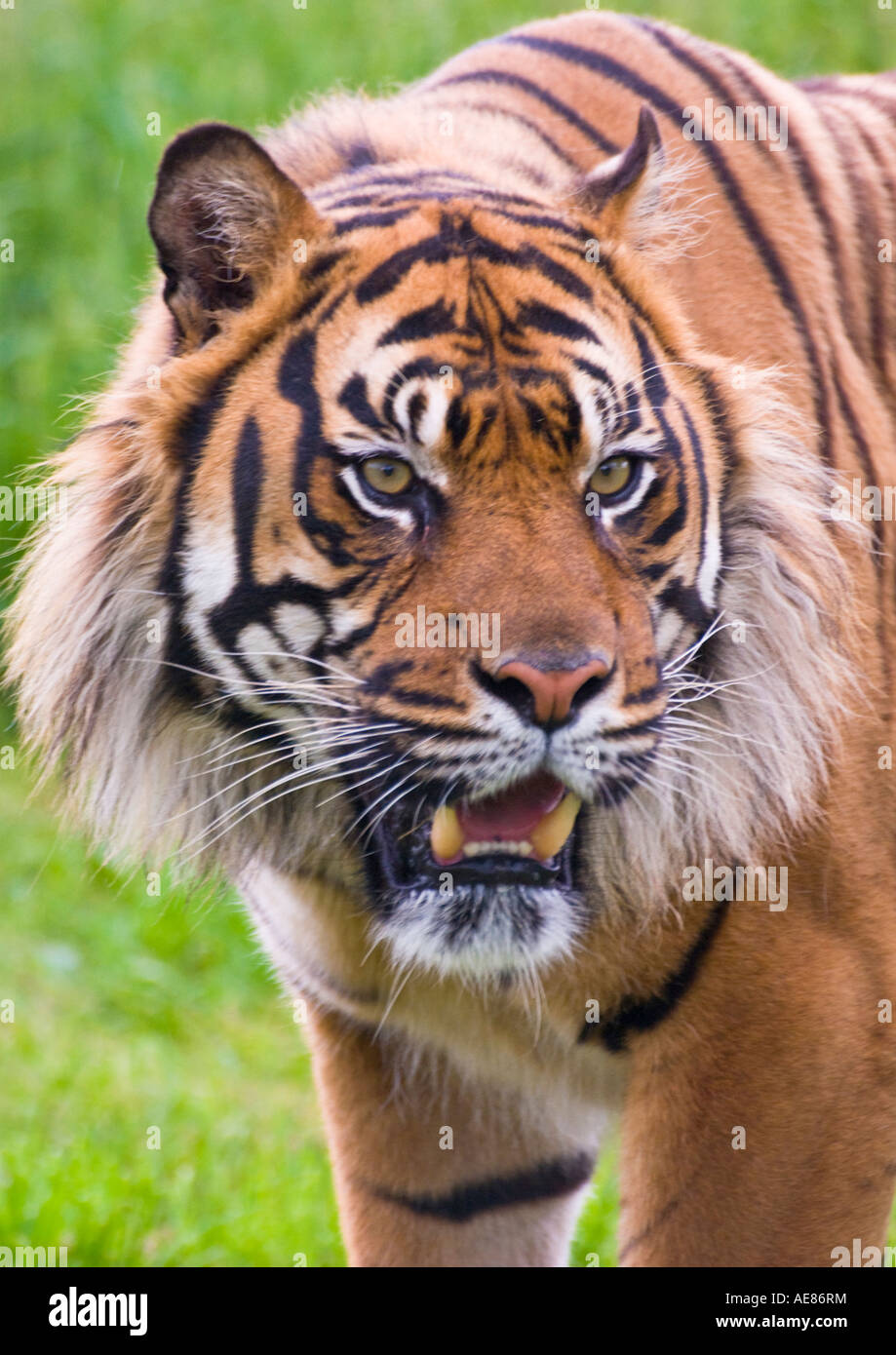 Sumatra-Tiger-Bild 5 Stockfoto