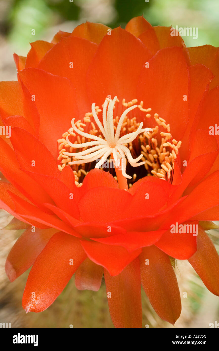 Orange Hybrid Trichocereus Kaktus Blume Stockfoto