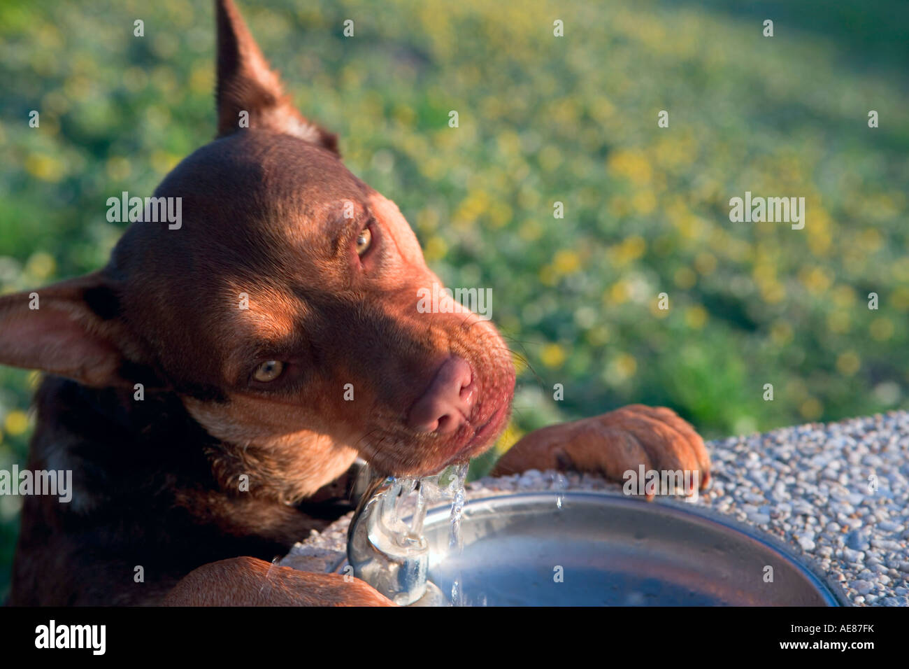 Dog fountain -Fotos und -Bildmaterial in hoher Auflösung – Alamy