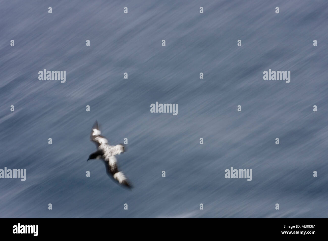 Antarktis Cape Sturmvögel Daption Capensis fliegen über stürmische See in Drake-Passage Stockfoto