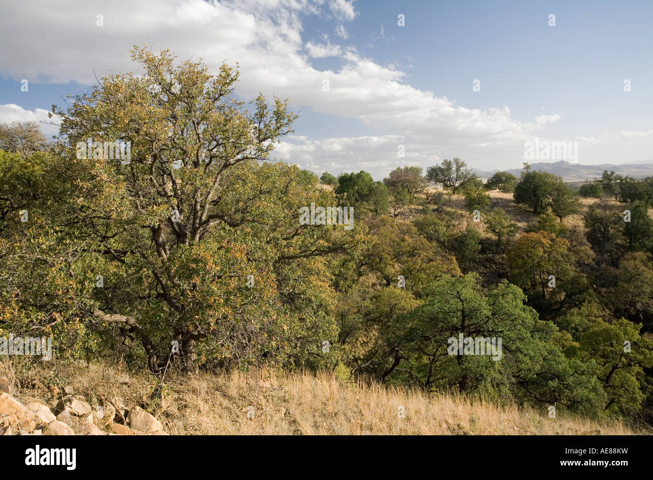 Ausläufer der Huachuca Mountains, abseits der landschaftlich schönen Arizona State Route 83, Süd-Arizona Stockfoto