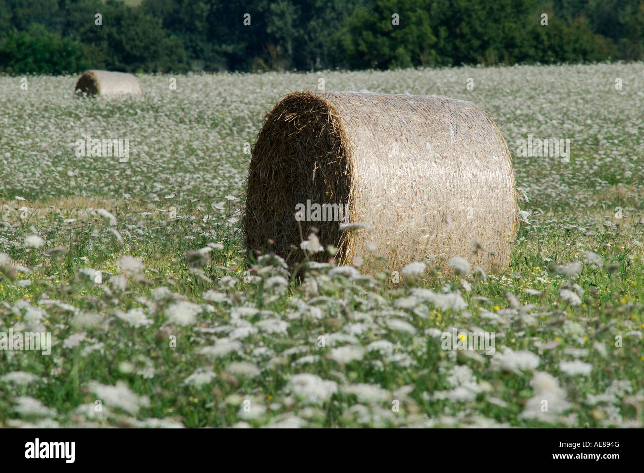 Rundballen Stroh im Bereich der Doldenblütler, Indre-et-Loire, Sud Touraine, Frankreich. Stockfoto