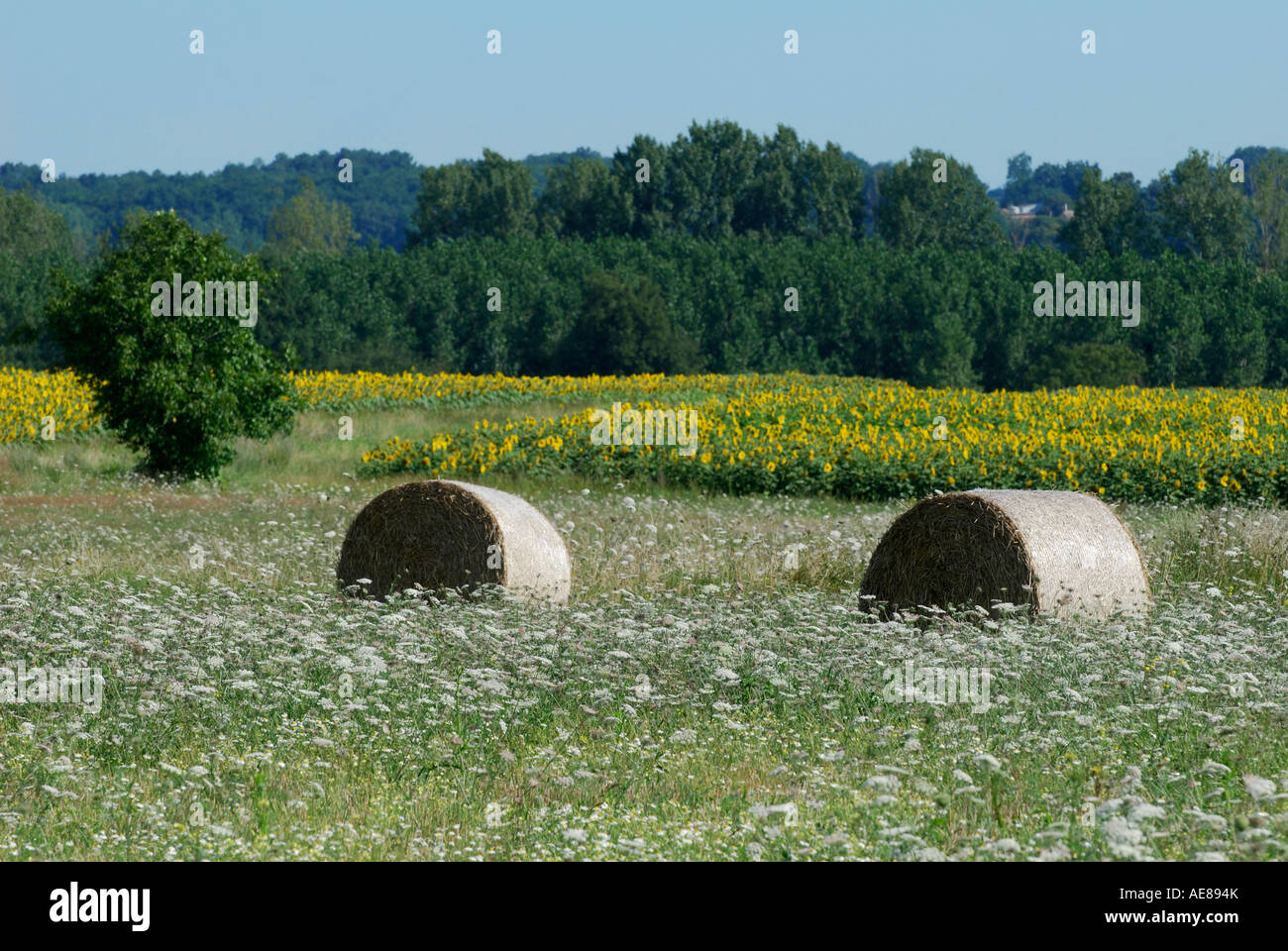 Rundballen Stroh im Bereich der Doldenblütler, Indre-et-Loire, Sud Touraine, Frankreich. Stockfoto