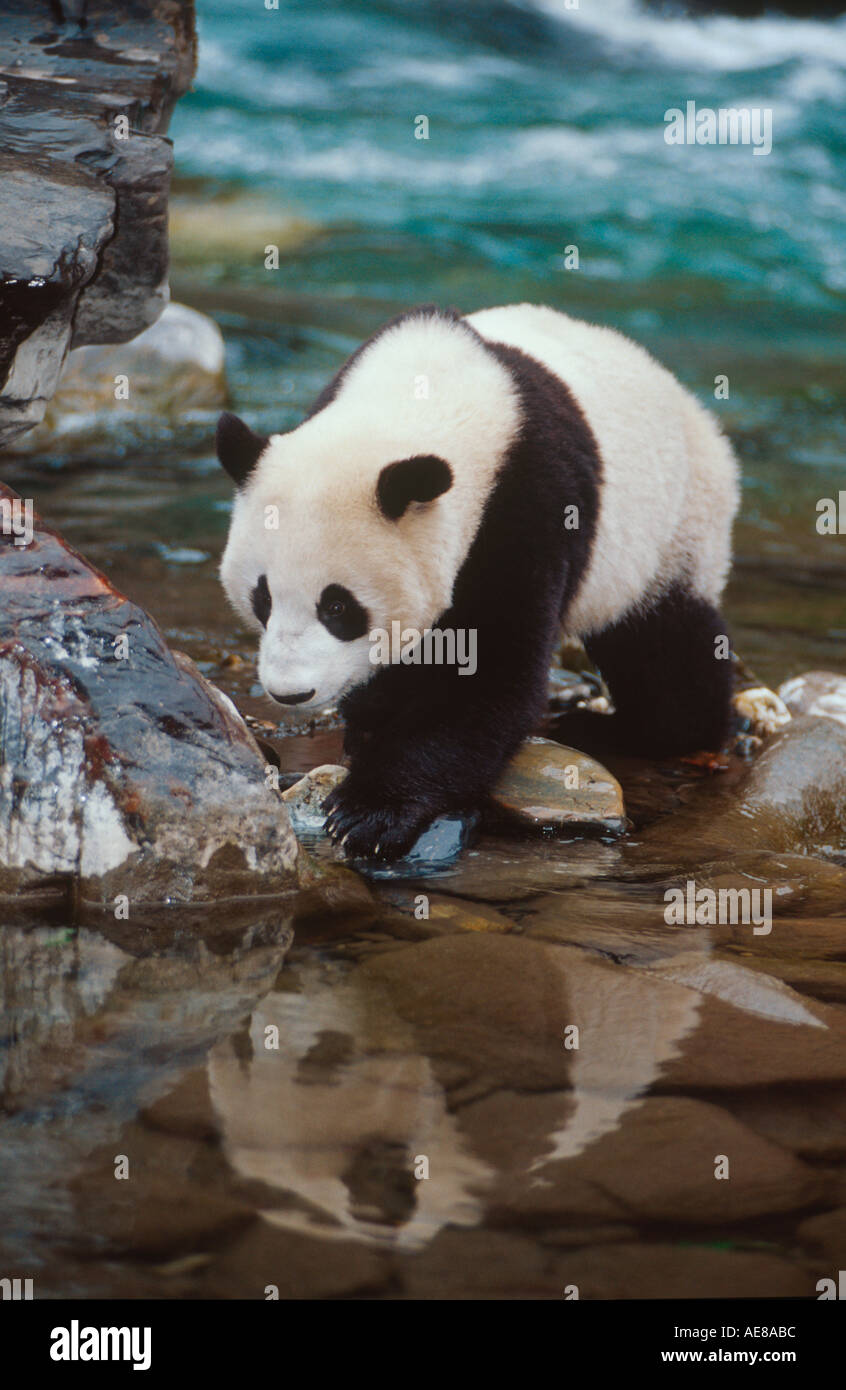 Giant Panda mit Reflexion Stockfoto