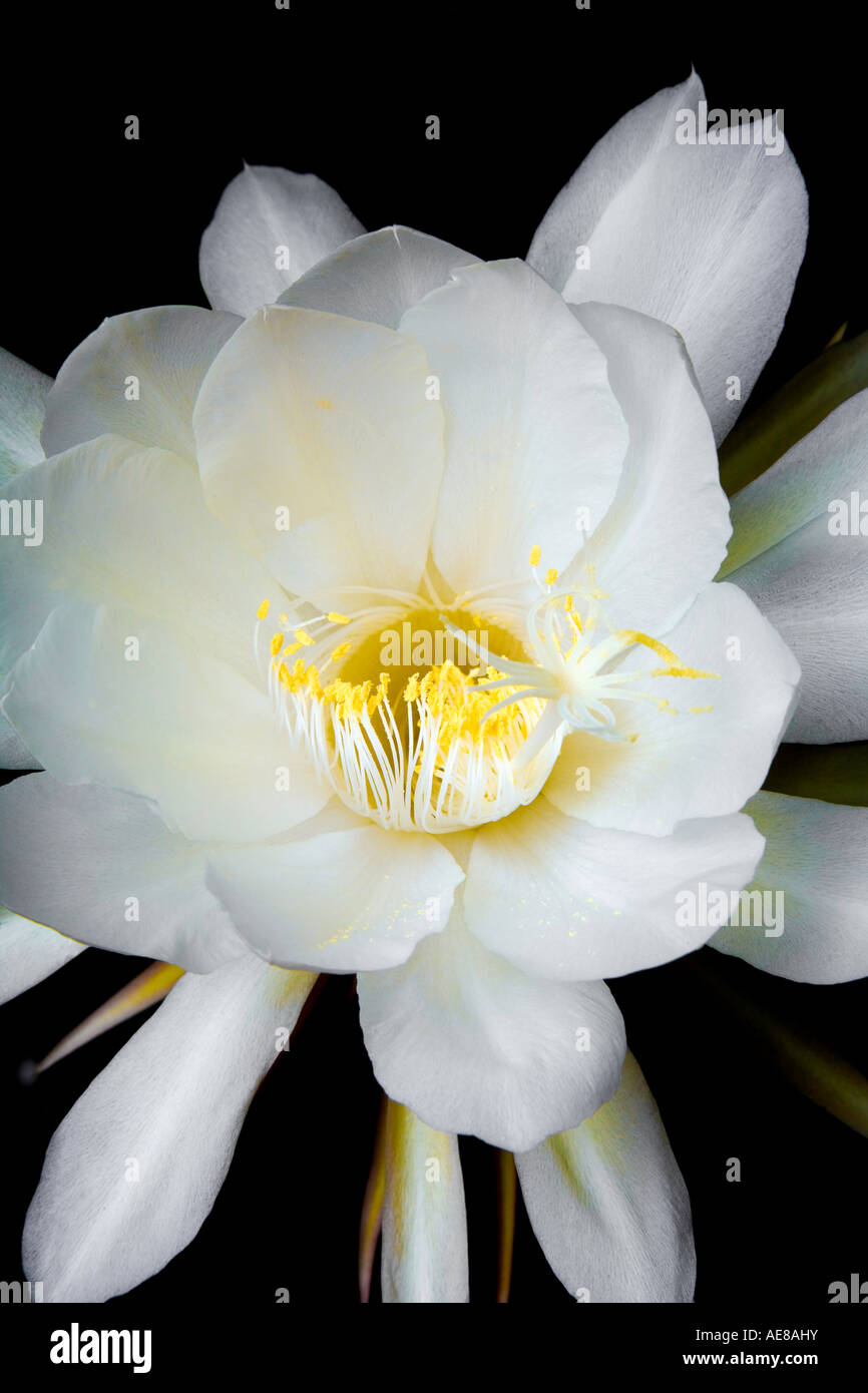 Blooming Cereus Nacht Stockfoto