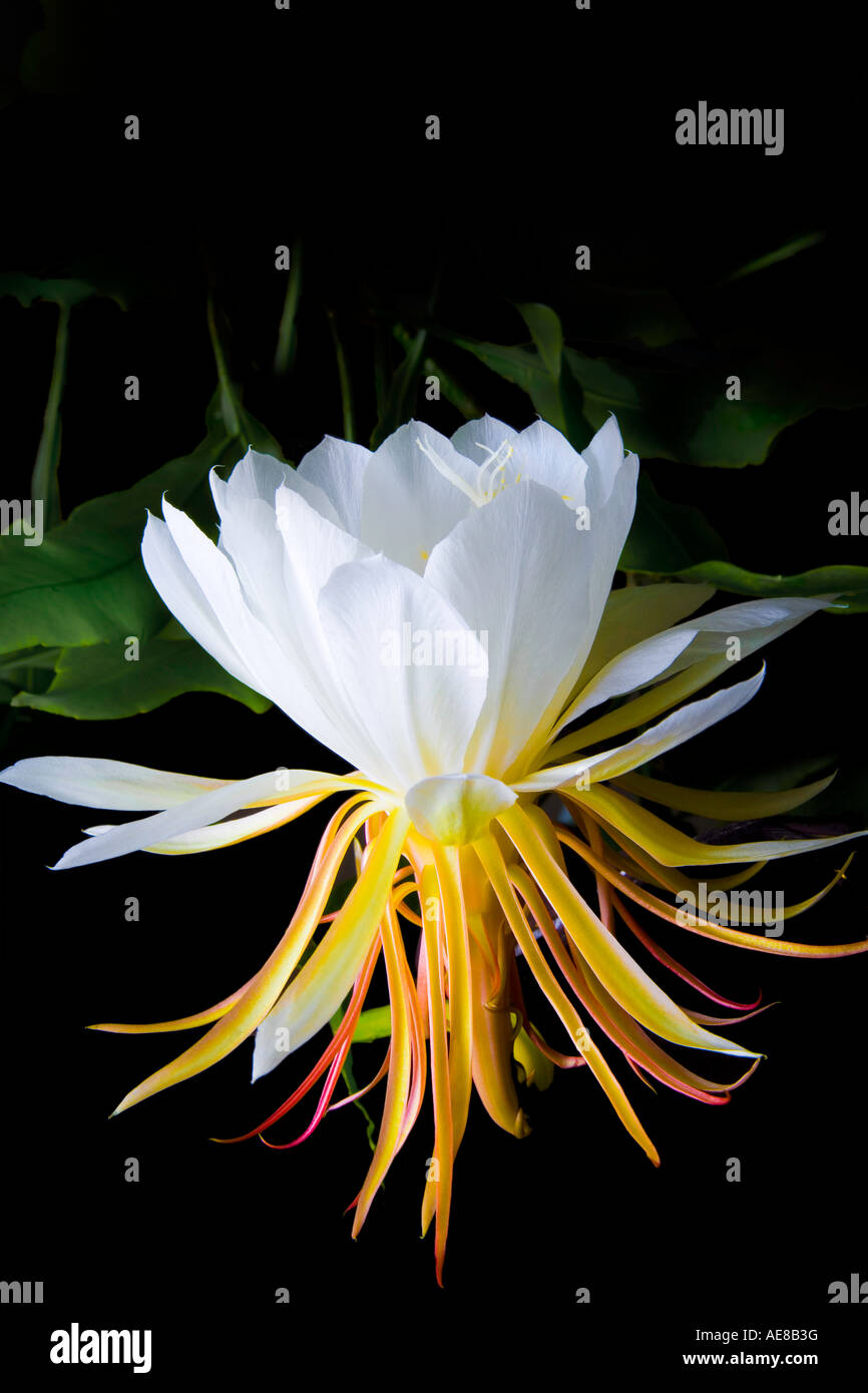 Blooming Cereus Nacht Stockfoto