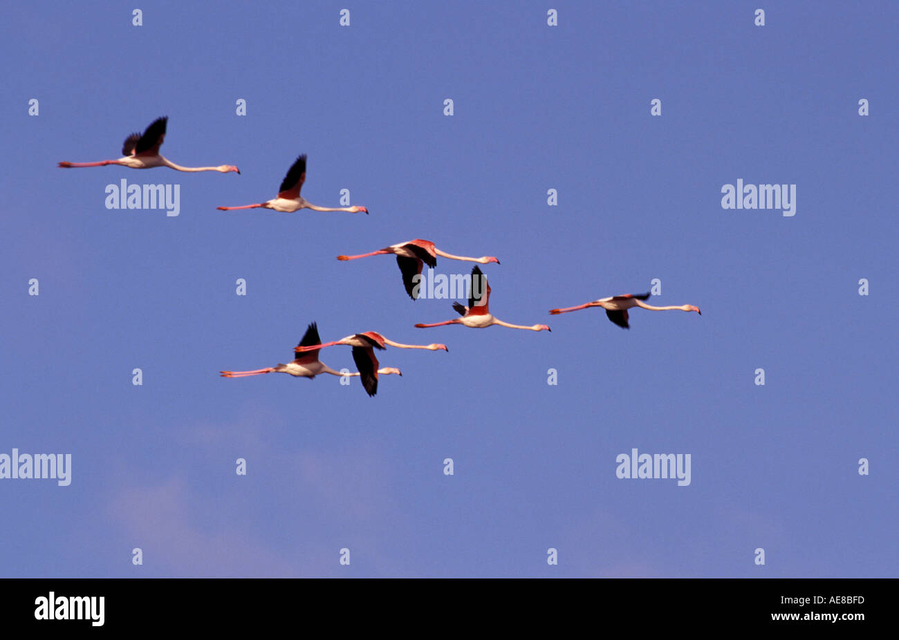 Mehr Vogel Flamingo Stockfoto