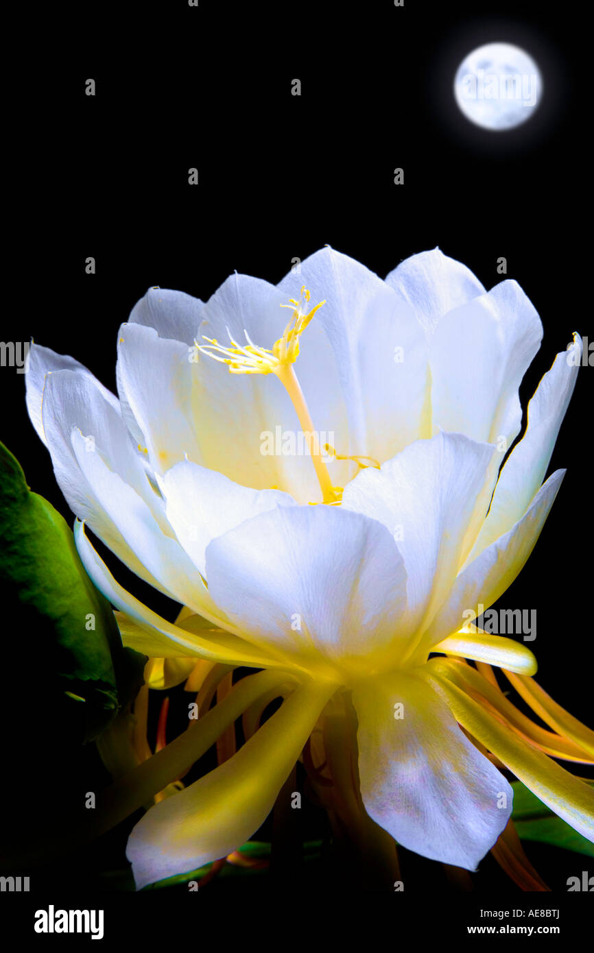 Blooming Cereus Nacht Stockfoto