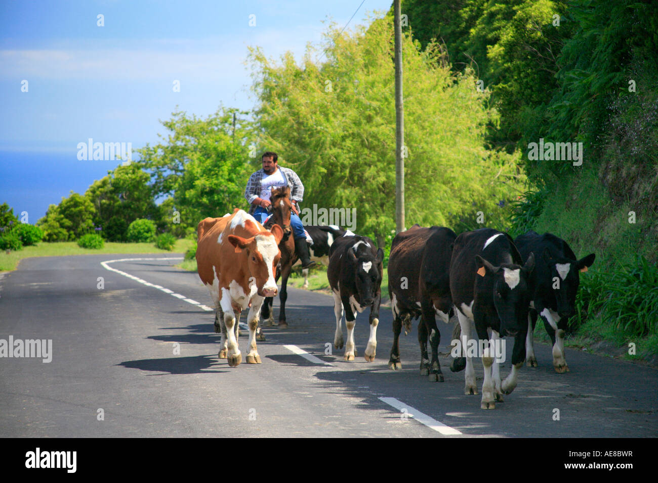 Azoren Bauer und seine Herde von Kühen. Azoren, Portugal Stockfoto