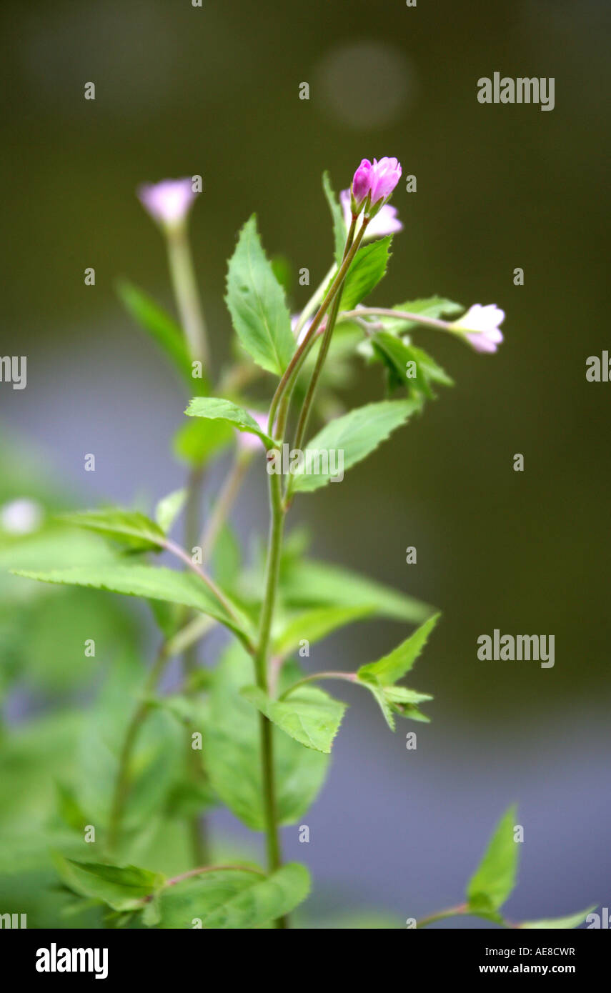 Weidenblättrige Weidenröschen, Epilobium montanum, Onagraceae Stockfoto