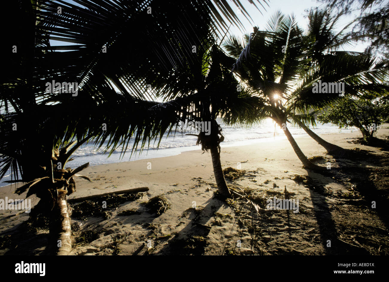 Tropische Strände mit Kokospalmen, Madagaskar / (Cocos Nucifera) Stockfoto