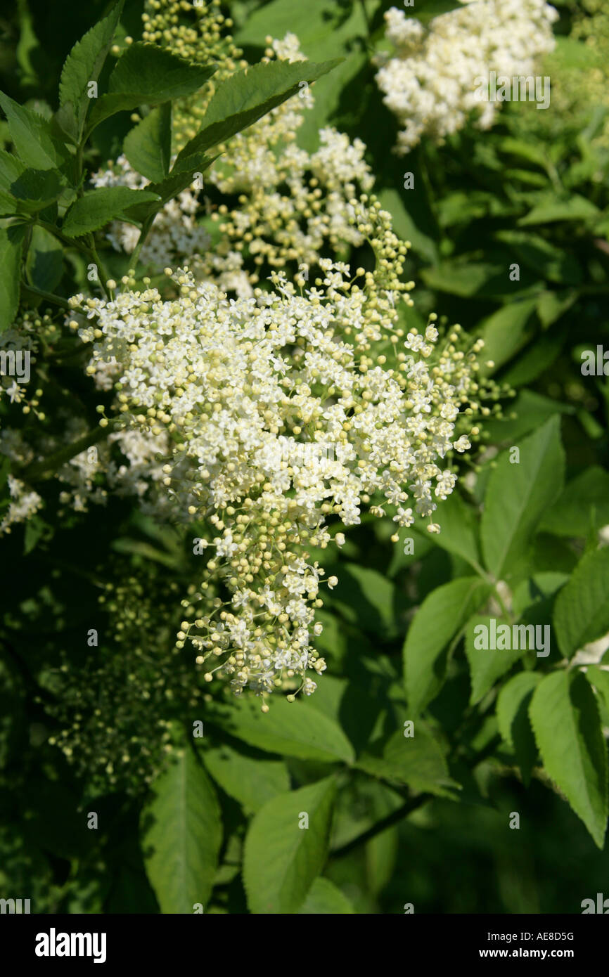 Holunderblüten, Sambucus Nigra, Adoxaceae Stockfoto