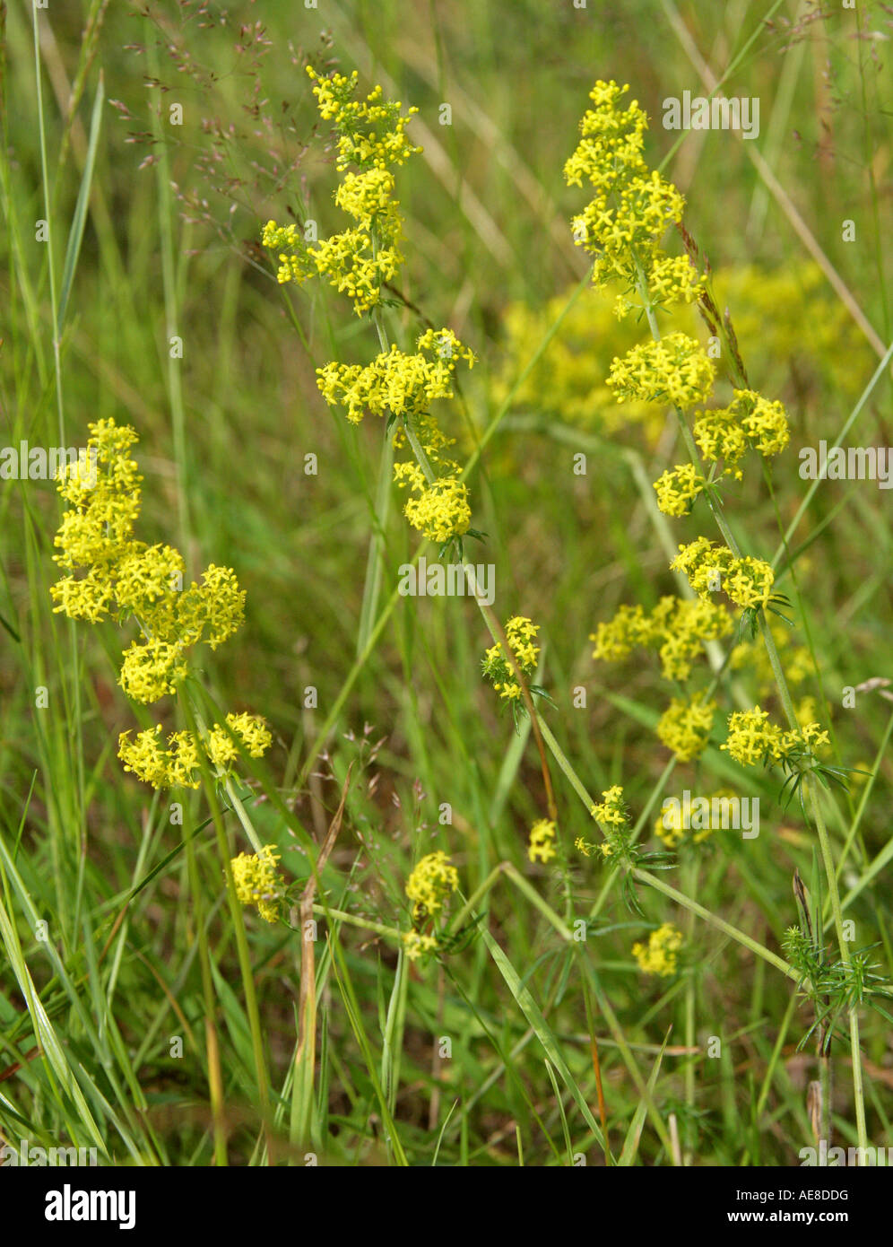 Ladys Labkraut Galium Verum Rubiaceae Stockfoto