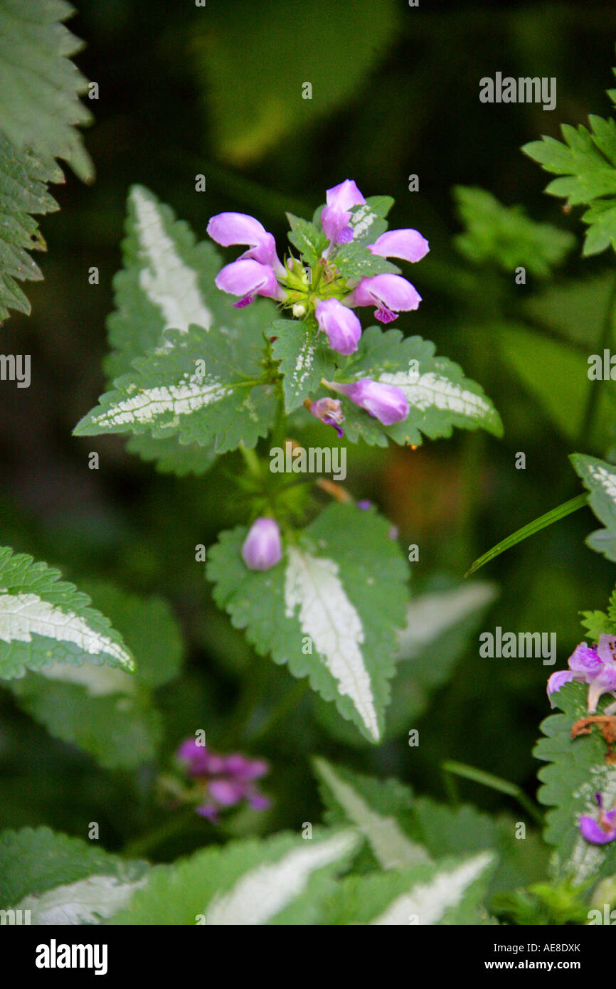 Gefleckte Totentnessel oder rosa Zinn, Lamium maculatum, Lamiaceae, Labiatae Stockfoto
