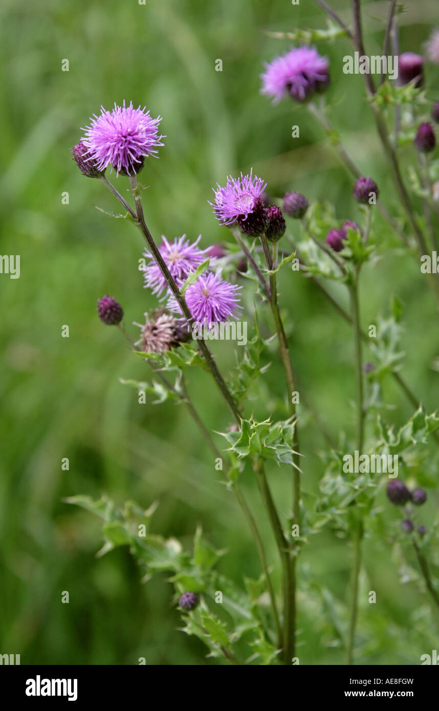 Schleichende Distel, Cirsium Arvense, Asteraceae. Stockfoto