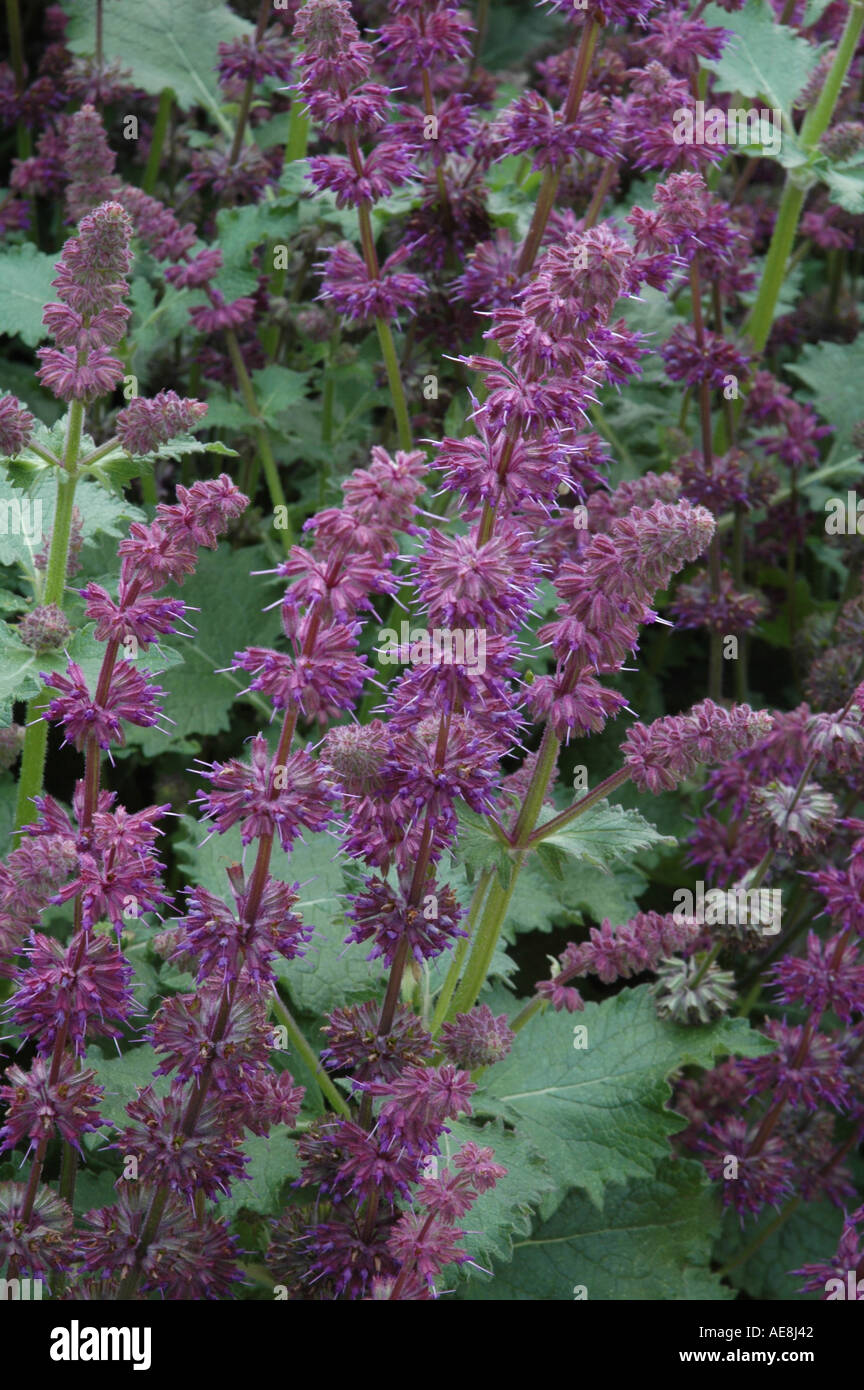 Salvia Verticullata Purple Rain Stockfoto