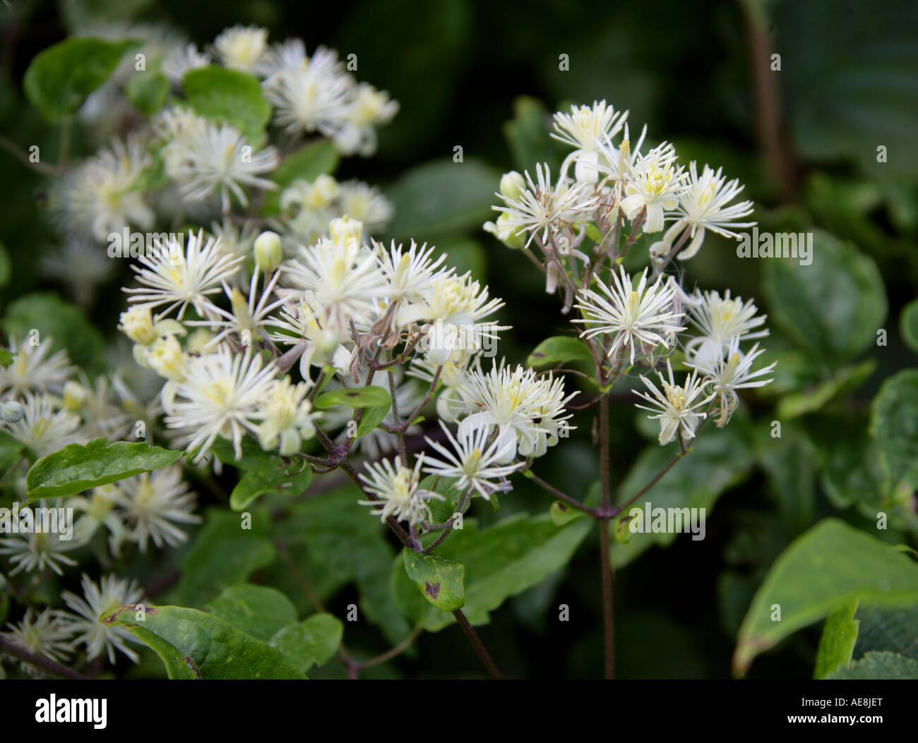 Reisenden Joy Clematis Vitalba Old Mans Bart Butterblume Stockfoto