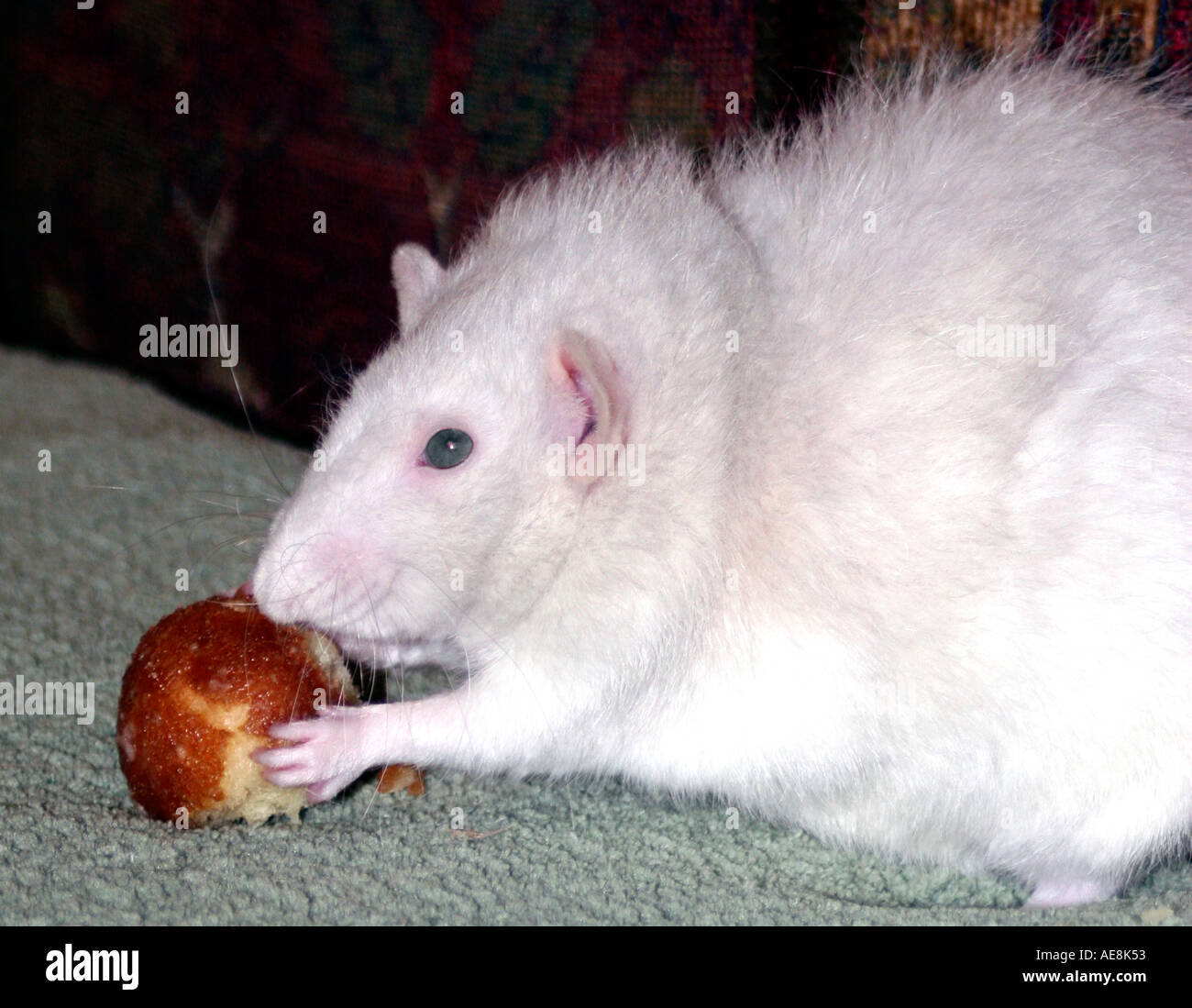 Große pelzige weiße Ratte mit Donut zu behandeln Stockfoto