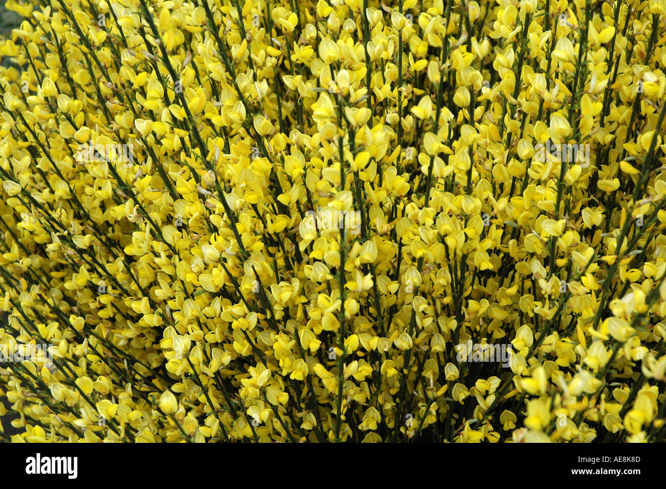Cytisus X praecox Allgold blühenden Ginster Stockfoto