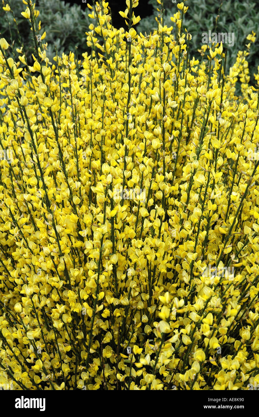 Cytisus X praecox Allgold blühenden Ginster Stockfoto
