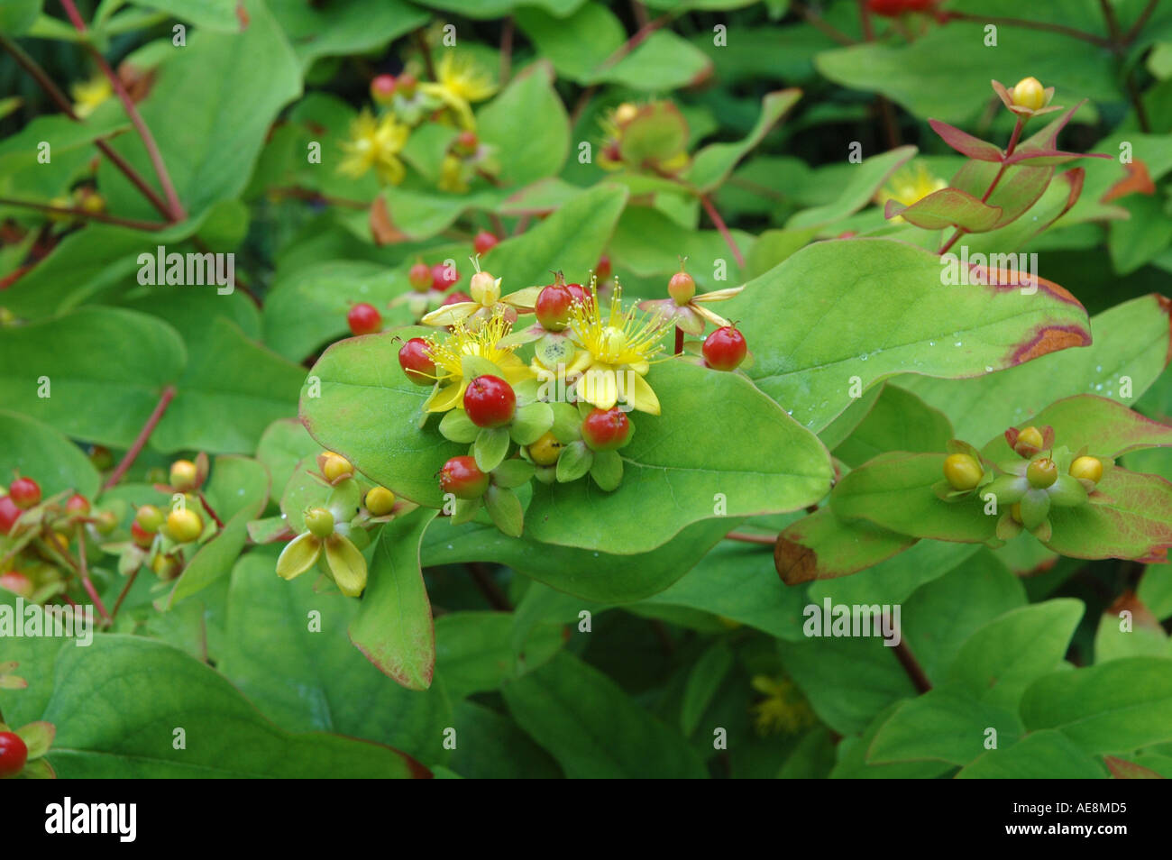 Hypericum X inodorum Ysella Stockfoto