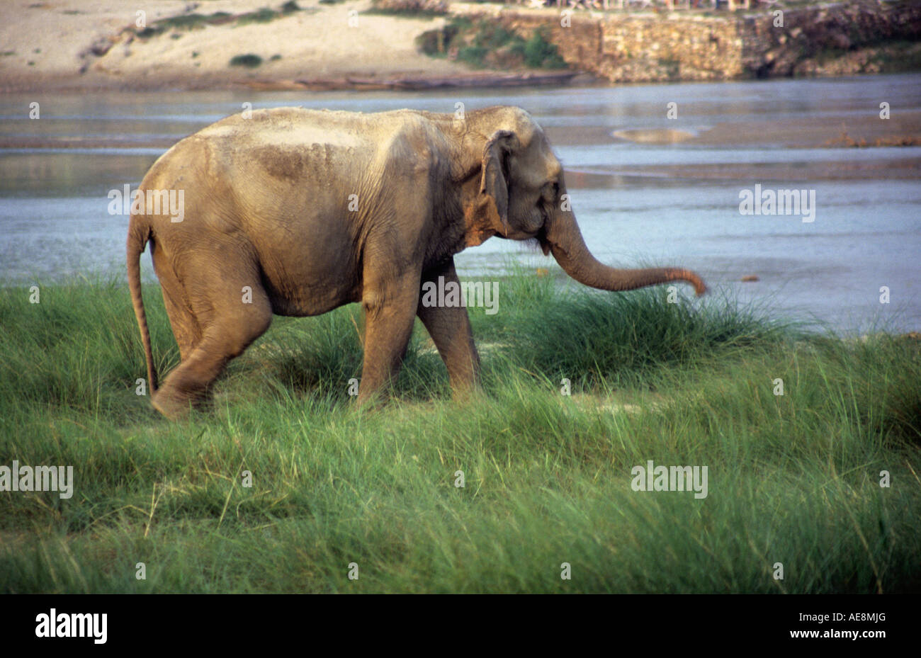 Asiatischer Elefant (Elaphus Maximus) im Chitwan Nationalpark, Nepal. Stockfoto