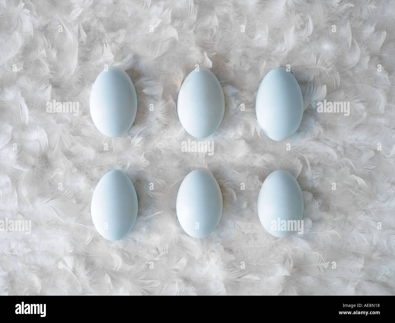 Sechs blauen Eiern auf weißen Federn heißt Baby boy Stockfoto