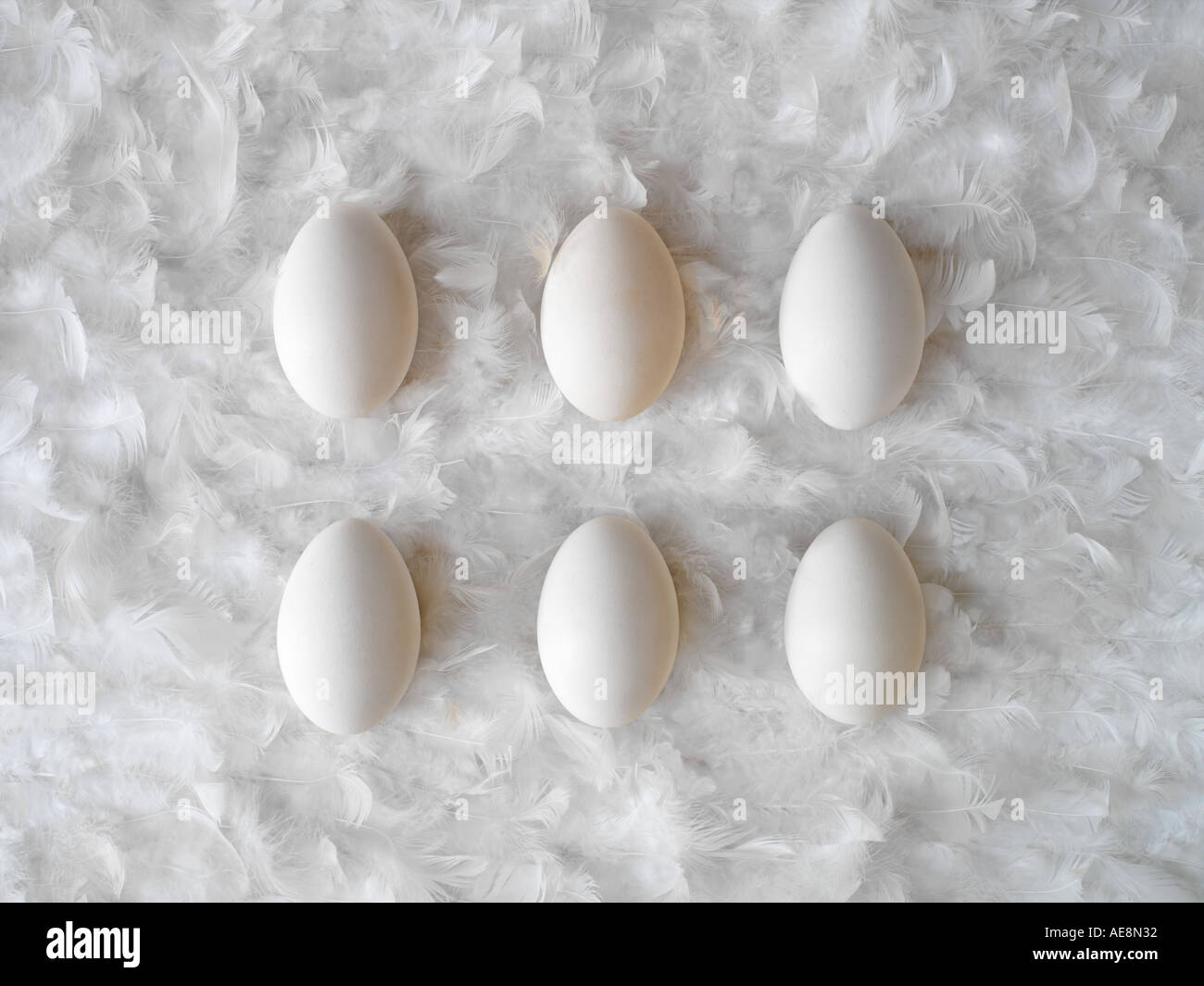 1/2 Dutzend Eiern auf weißen Federn Stockfoto