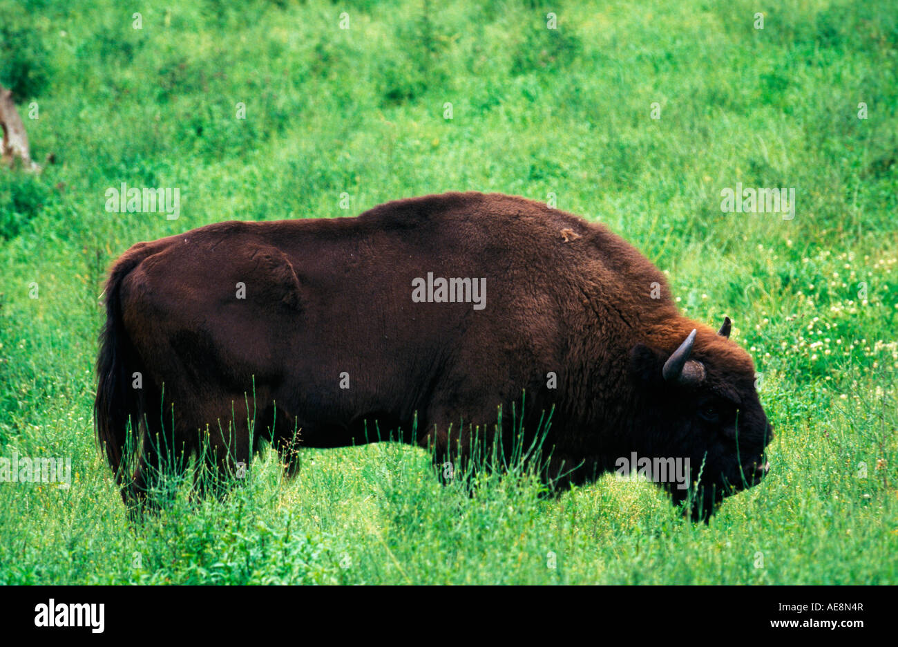 Europäische Bison, Wisent (Bison Bonasus). Einsamer Stier in Glade. Dieser Bison geht allein normalerweise lieber Sicherheit in den Zahlen, Stockfoto
