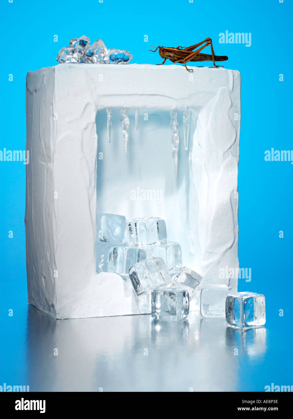 Eis Locust globale Erwärmung Stockfoto