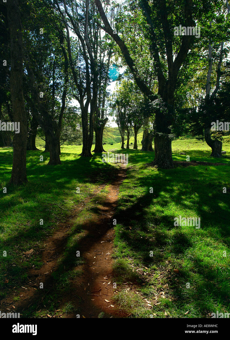 Schatten durch Bäume in Cornwall Park, Auckland, Neuseeland Stockfoto