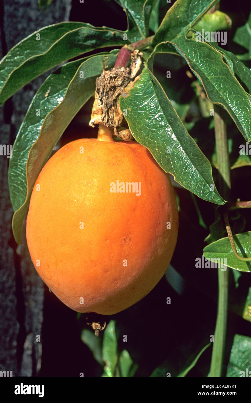 Frucht der Passiflora Leidenschaft Blume im Frühherbst Wiltshire UK Stockfoto