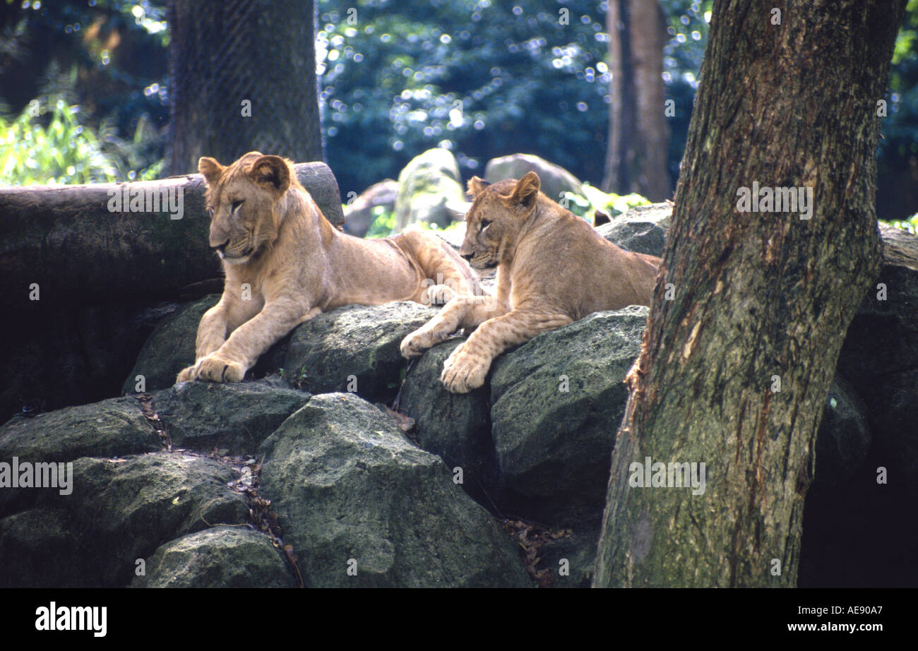 Ein paar Löwen in den zoologischen Gärten-Singapur Stockfoto