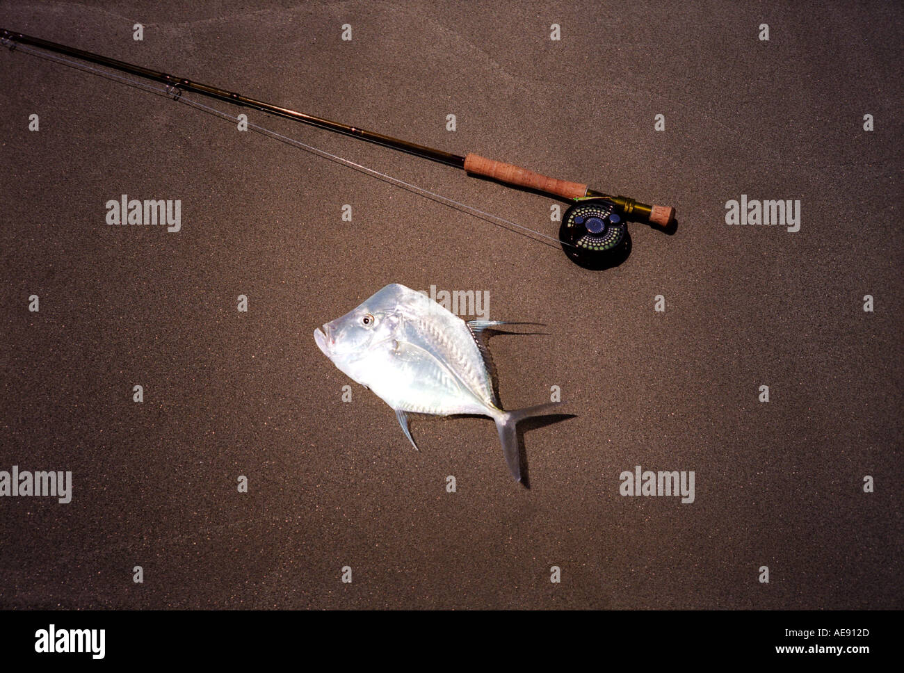 Lookdown Fisch Selene Vomer beim Fliegenfischen in Baja California Mexiko Stockfoto