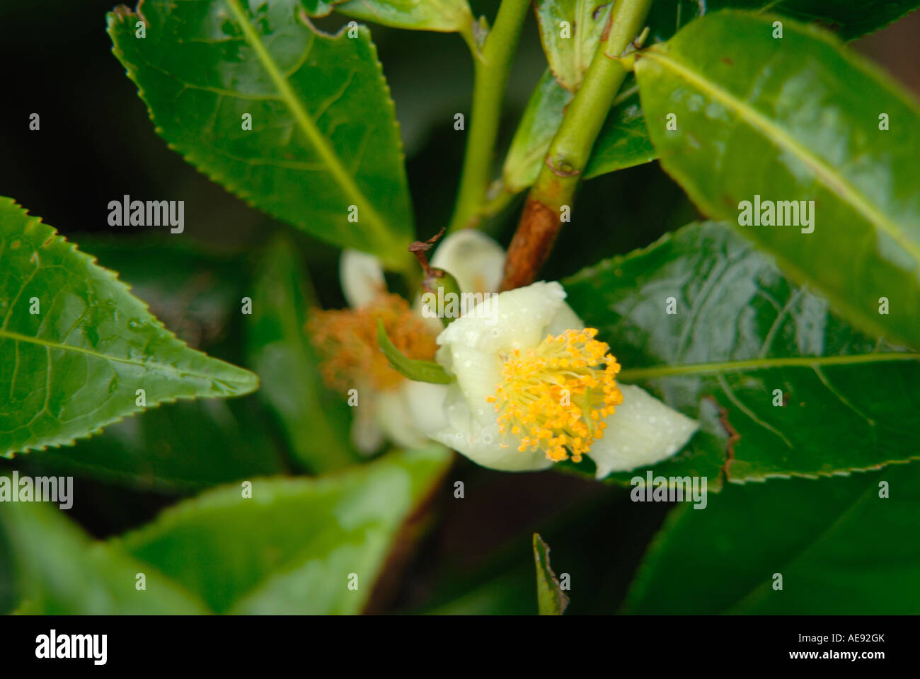 Nahaufnahme der Blüte von CAMELLIA SINENSIS oder Teepflanze verwendet zum Trinken Kericho Kenia in Ostafrika Stockfoto