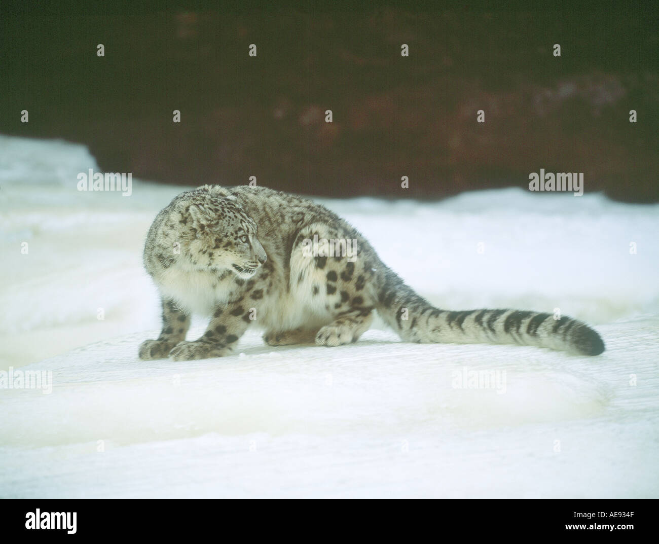 Snow Leopard im winter Stockfoto