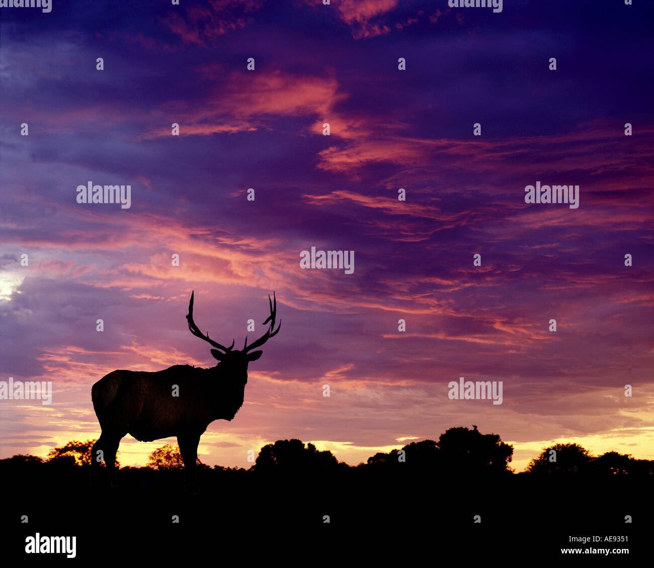 Elch Silhouette, Yellowstone-Nationalpark, Wyoming Stockfoto