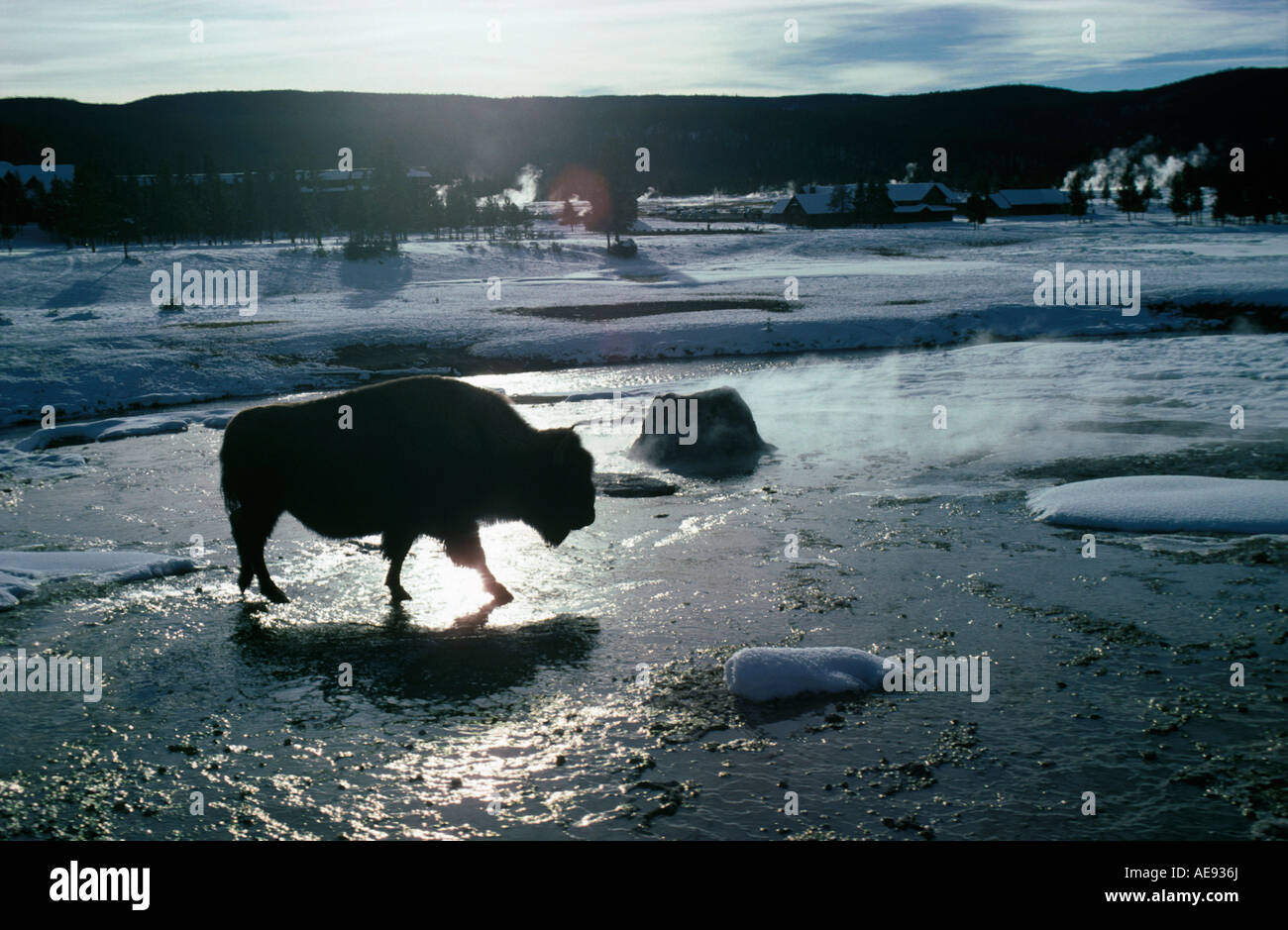 Bison Bison Amerika-Nordamerika-USA-Wyoming erwachsenen Tier Tiere Vieh gespaltenen Hufen Tiere Herde Geographie Gruppe weniger als Stockfoto
