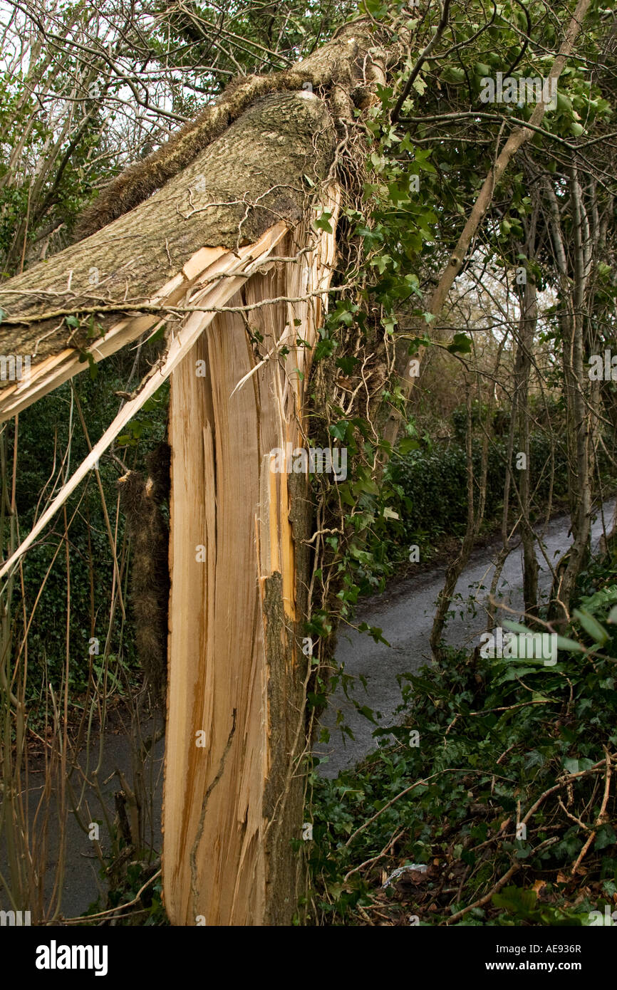 Baum im Wind schnappte Stockfoto