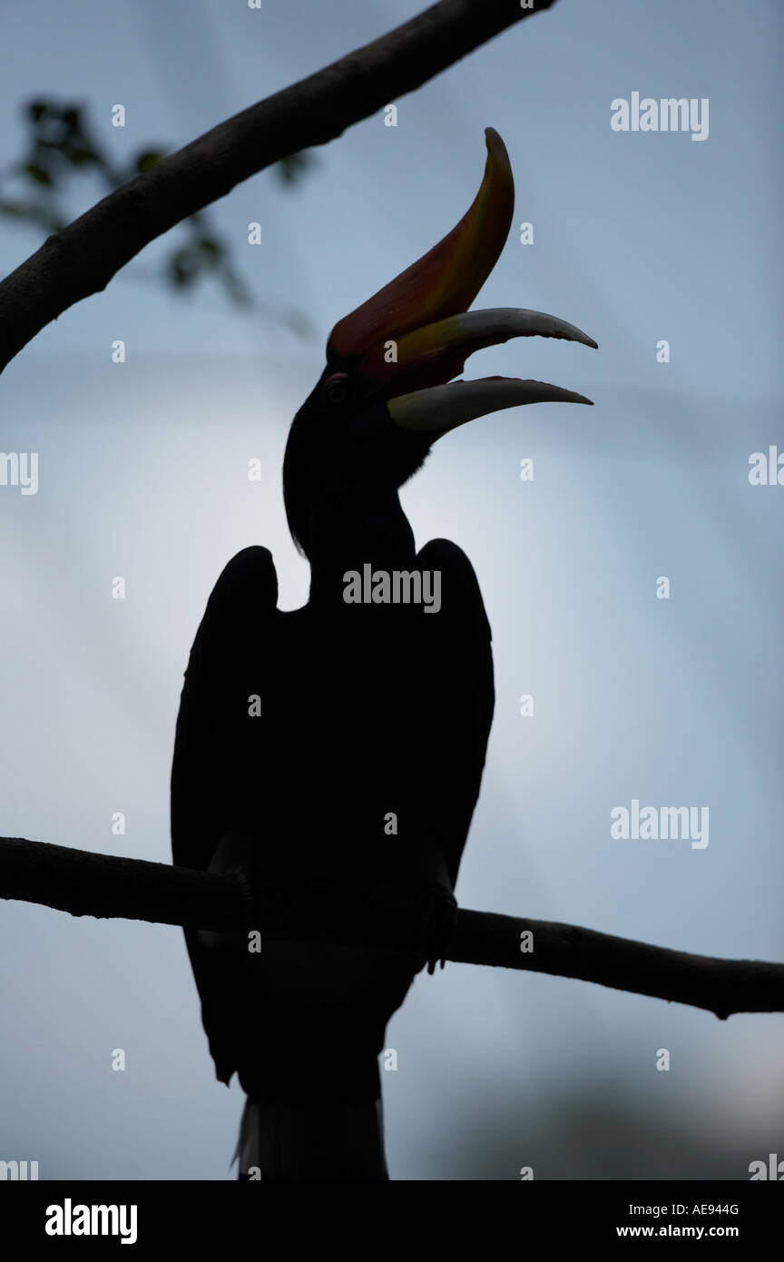 Silhouette von einem Rhinoceros Hornbill in Malaysia in Südostasien Stockfoto