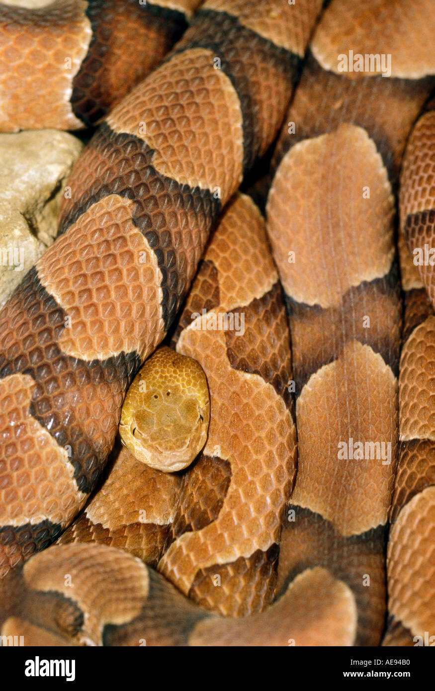 Südlichen Copperhead Schlange Agkistrodon Crotalidae Contortrix gebürtig aus Süden der USA Stockfoto