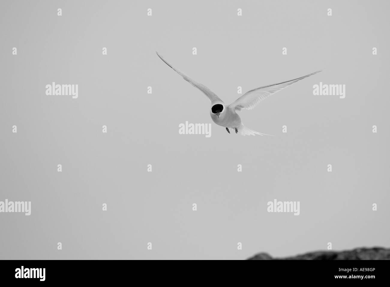 Antarktis Half Moon Island Antarctic Tern Sterna Vittata fliegen am bewölkten Morgen in Süd-Shetland-Inseln Stockfoto