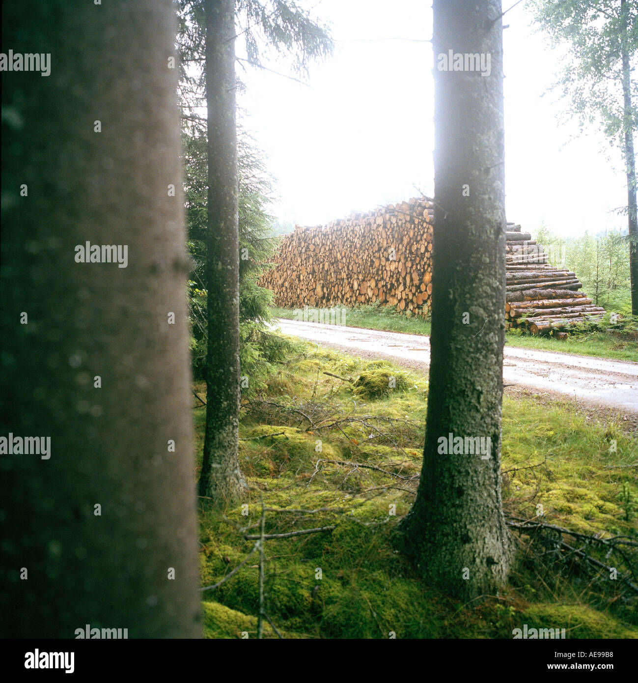 Wald-Pfingstmontag gestapelt Schnitt Bauholz im Hintergrund Stockfoto